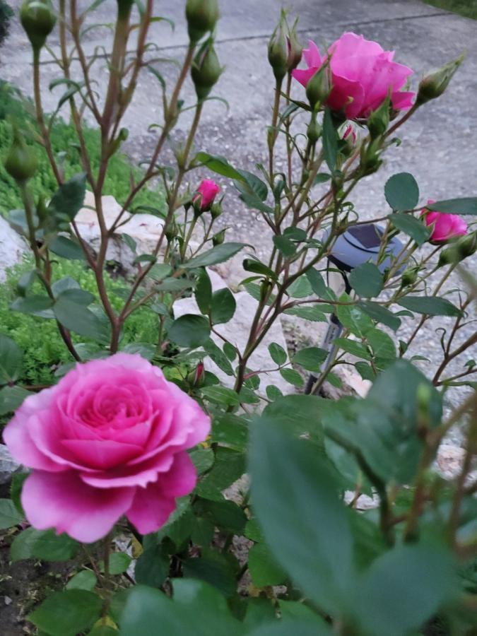 Anda Vendeghaz 호텔 하르카니 외부 사진